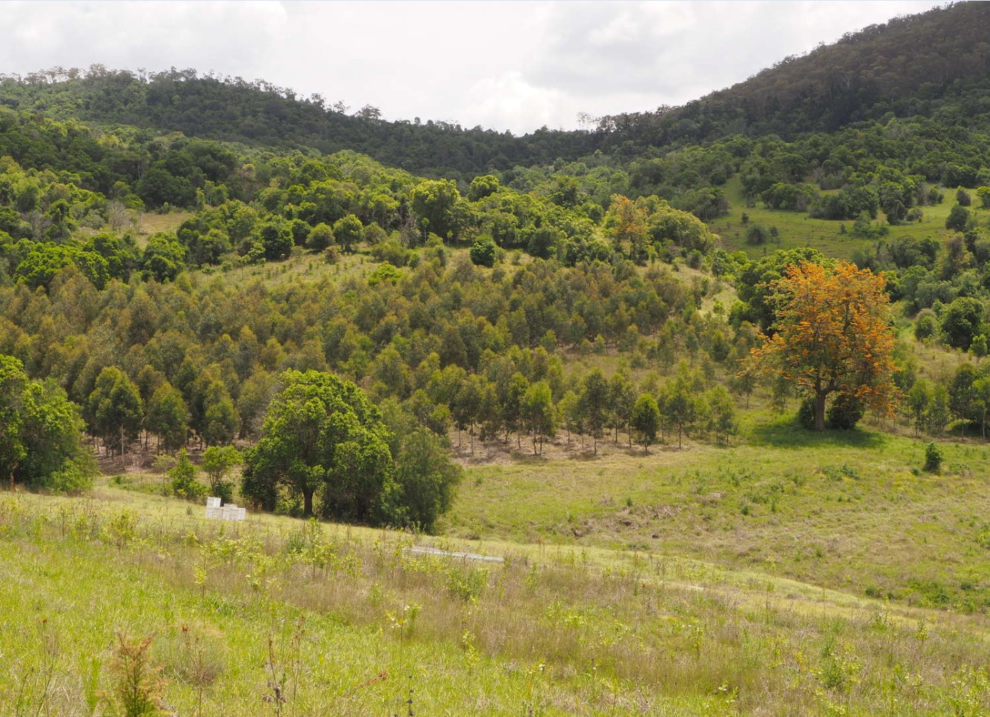 Scene